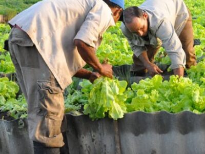 Incentivan la Agricultura Urbana en Morón