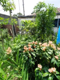 Incentivan la agricultura familiar en Morón