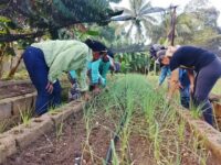 Realizan jornada de trabajo voluntario en organópónico de Morón