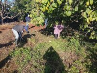 Realizan jornada de trabajo voluntario en la Finca de Plantas Medicinales