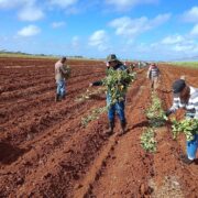 Impulsan programa de producción de alimentos
