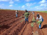 Impulsan programa de producción de alimentos