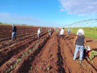 Preparan condiciones para el inicio de la Campaña de Primavera