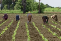 Prioriza Tabacuba programa de desarrollo tabacalero