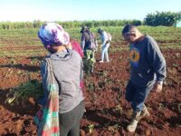 Desarrollan jornada de trabajo voluntario en la agricultura